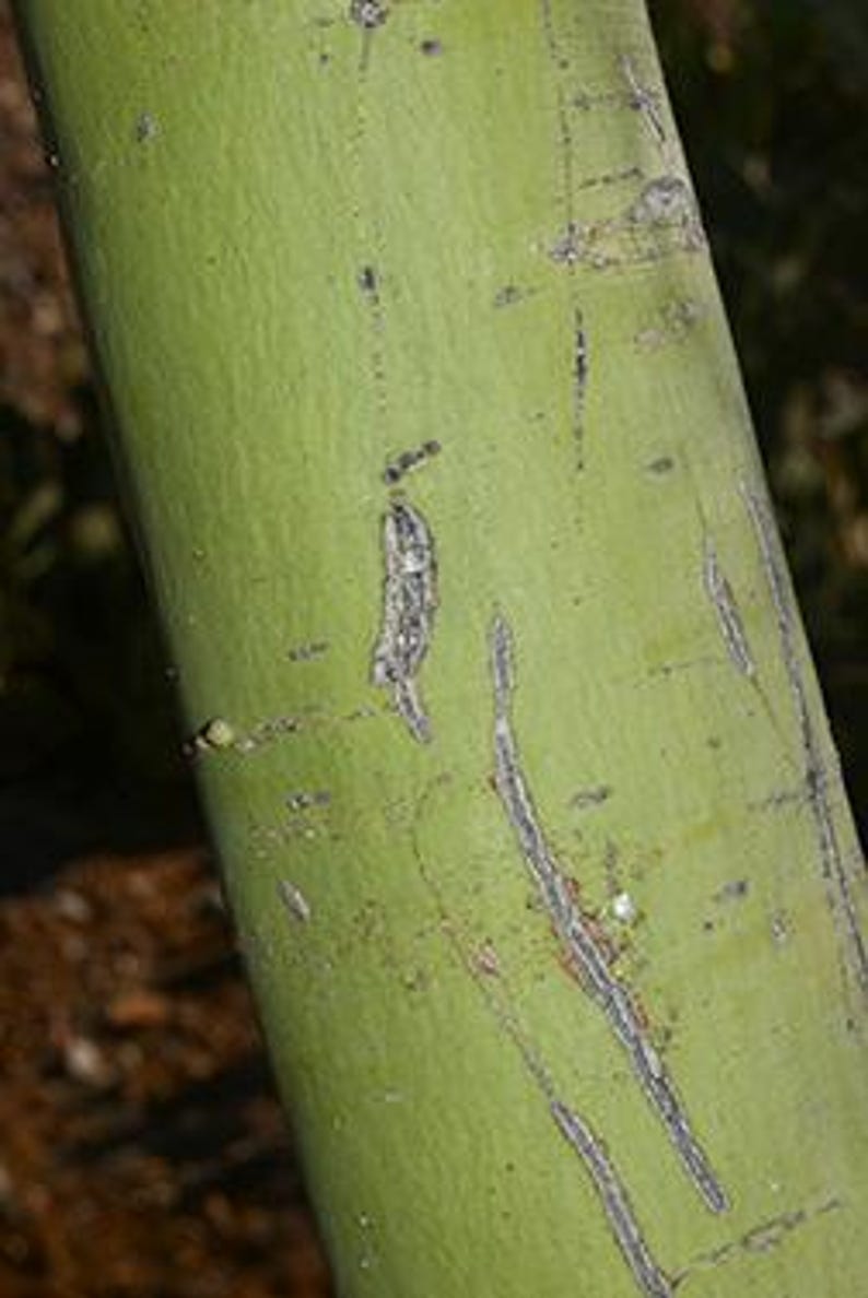 May include: A smooth, light green cylindrical plant stem featuring vertical, elongated greyish-brown scars and small, scattered dark markings along its surface, showing a natural texture with subtle variations in color and depth.