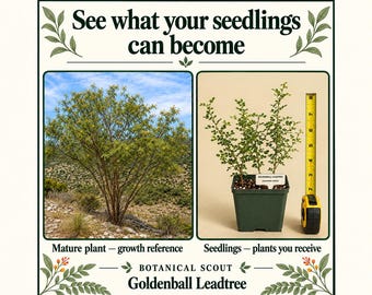 Goldenball Leadtree Seedlings — 3 Live Plants in One 4-Inch Pot