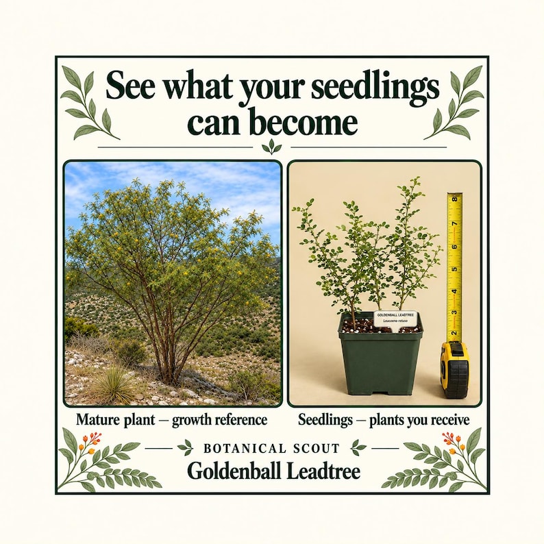 May include: A Goldenball Leadtree plant in a square green pot next to a yellow measuring tape showing a height of approximately 8 inches. The image includes text: See what your seedlings can become, Mature plant, Seedlings, and Botanical Scout.