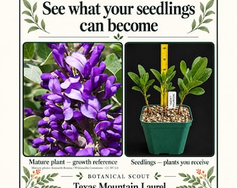 May include: A botanical display featuring a cluster of purple Texas Mountain Laurel flowers and three green seedlings in a square pot. A yellow ruler shows the seedlings are approximately 8 inches tall. Text reads: See what your seedlings can become.
