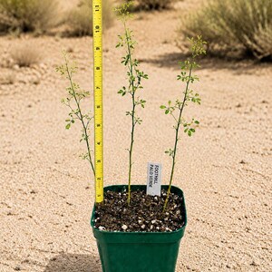Three young Foothill Palo Verde seedlings growing together in a green nursery pot beside a yellow measuring tape, photographed against a sandy desert landscape.