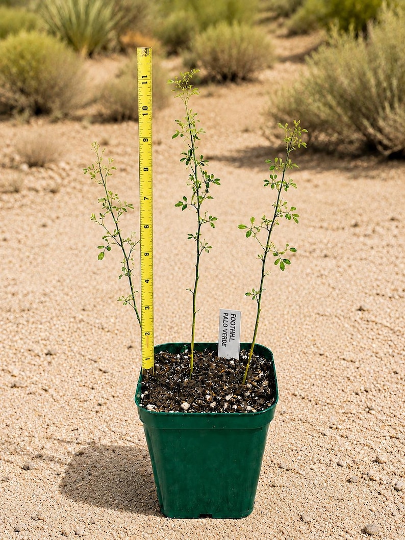 Three young Foothill Palo Verde seedlings growing together in a green nursery pot beside a yellow measuring tape, photographed against a sandy desert landscape.