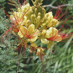 Op de afbeelding: Een tros gele bloemen met lange, dunne, rode meeldraden die naar buiten steken. De bloemkop heeft een centrale aar van ongeopende groene knoppen omringd door volledig bloeiende gele bloemblaadjes. Fijn, geveerd groen blad omringt de basis.