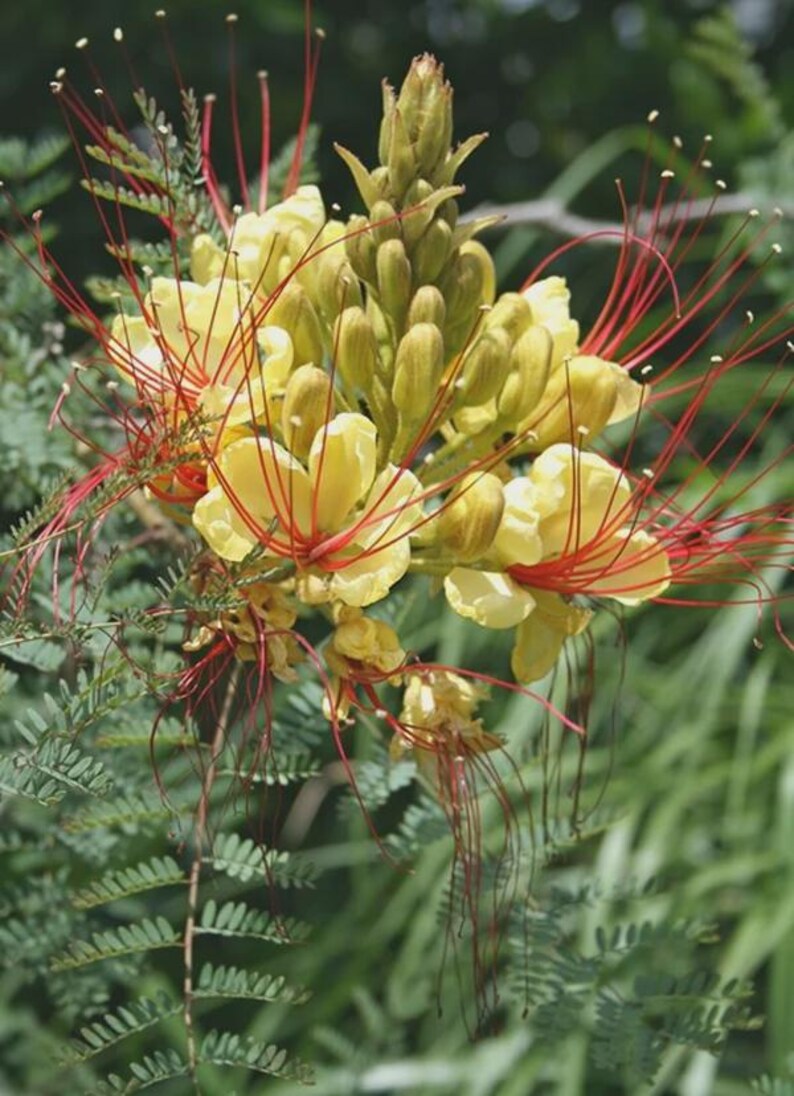 Op de afbeelding: Een tros gele bloemen met lange, dunne, rode meeldraden die naar buiten steken. De bloemkop heeft een centrale aar van ongeopende groene knoppen omringd door volledig bloeiende gele bloemblaadjes. Fijn, geveerd groen blad omringt de basis.