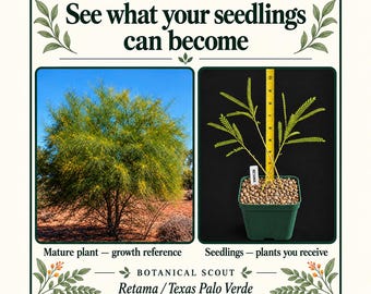 May include: A Retama or Texas Palo Verde plant display featuring text See what your seedlings can become. One image shows a mature tree, the other a seedling in a green pot with a yellow ruler showing 10 inches. Botanical Scout is printed below.