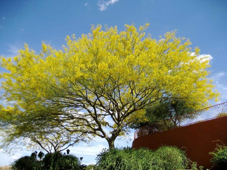 May include: A large tree with a wide, spreading canopy covered in vibrant yellow leaves and thin, dark brown branches. The tree stands against a bright blue sky with scattered white clouds, positioned next to a curved, reddish-brown wall.