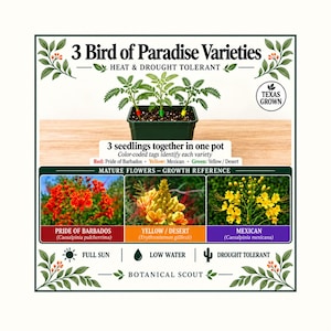 Op de afbeelding: Een vierkante zwarte pot met drie groene zaailingen voorzien van rode, groene en gele kleurgecodeerde labels. De afbeelding bevat tekst over drie soorten paradijsvogelbloemen, foto's van volwassen bloemen en iconen voor volle zon en droogte.