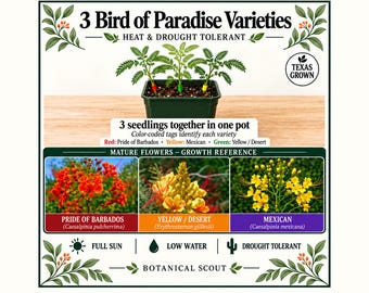 Bird of Paradise Collection — 3 Live Seedlings, 3 Varieties in One Pot