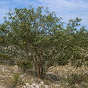 Mature Goldenball Leadtree (Leucaena retusa) growing as a multi-trunked shrub or small tree on a rocky limestone hillside in a dry Texas landscape.