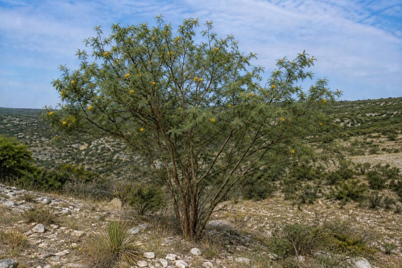 Mature Goldenball Leadtree (Leucaena retusa) growing as a multi-trunked shrub or small tree on a rocky limestone hillside in a dry Texas landscape.