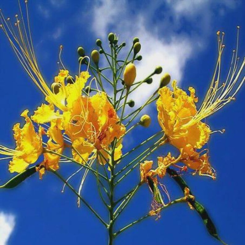 Op de afbeelding: Een tros levendige gele Caesalpinia pulcherrima-bloemen met gegolfde bloemblaadjes en lange, slanke meeldraden die naar buiten steken. De plant bevat verschillende kleine groene knoppen op dunne stengels tegen een helderblauwe lucht.