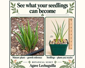 Agave Lechuguilla Seedlings — 3 Live Plants in One Pot