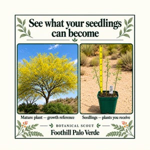 May include: A botanical information card for Foothill Palo Verde featuring the text 'See what your seedlings can become'. It shows a mature yellow-flowering tree and green seedlings in a pot next to a yellow ruler measuring 8 inches in height.