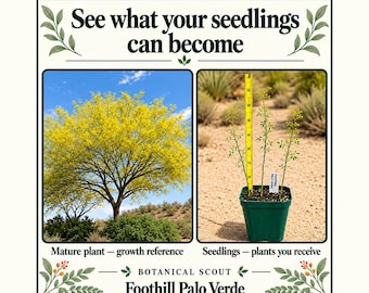 Foothill Palo Verde Seedlings — 3 Live Plants in One 4-Inch Pot