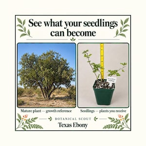 Peut inclure: Un affichage graphique intitulé See what your seedlings can become montrant un arbre Texas Ebony mature et un pot en plastique vert contenant des semis de Texas Ebony à côté d'un ruban à mesurer jaune indiquant une hauteur d'environ 18 cm.