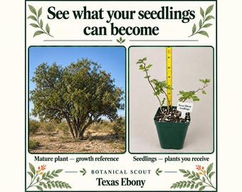 May include: A graphic display titled See what your seedlings can become featuring a mature Texas Ebony tree and a green plastic pot containing Texas Ebony seedlings next to a yellow measuring tape showing a height of approximately 7 inches.