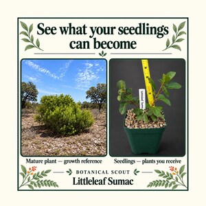 Peut inclure: Un graphique avec le texte See what your seedlings can become et Botanical Scout Littleleaf Sumac. Il montre un sumac &agrave; petites feuilles mature dans un champ et un plant en pot vert avec un ruban &agrave; mesurer jaune indiquant 10 cm.