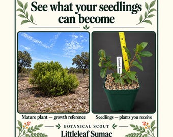 Littleleaf Sumac Seedlings — 3 Live Plants in One Pot