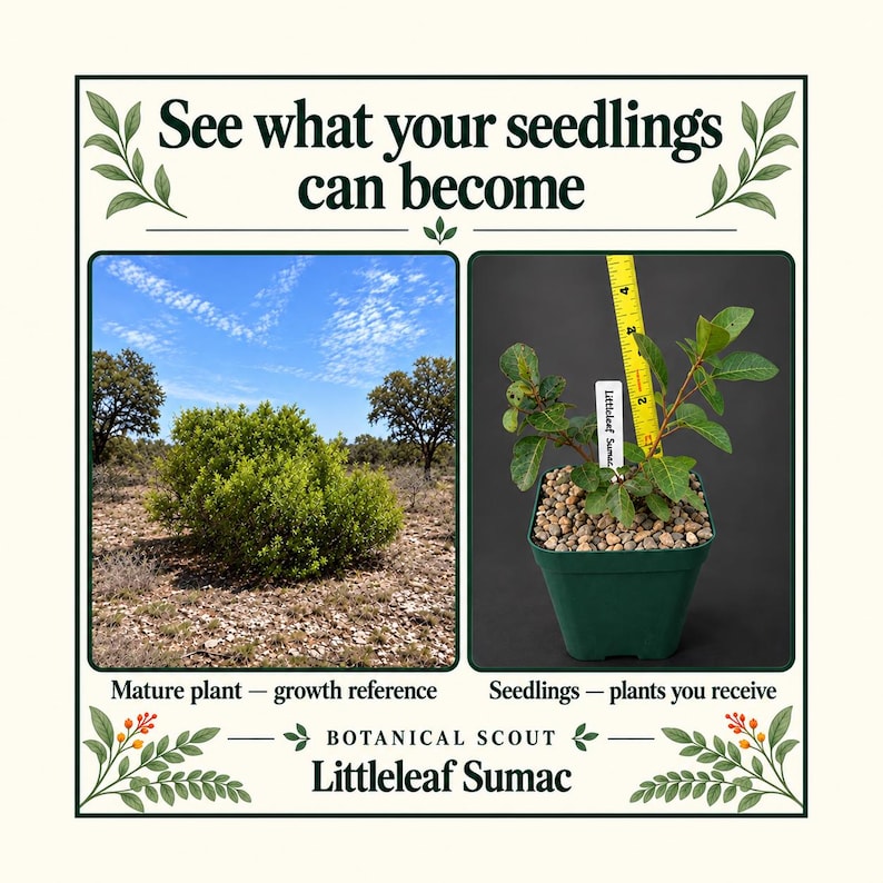 Peut inclure: Un graphique avec le texte See what your seedlings can become et Botanical Scout Littleleaf Sumac. Il montre un sumac &agrave; petites feuilles mature dans un champ et un plant en pot vert avec un ruban &agrave; mesurer jaune indiquant 10 cm.