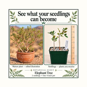 Peut inclure: Deux semis d'arbre éléphant dans un pot en plastique vert de 10 cm avec une règle en bois indiquant la hauteur. Texte : See what your seedlings can become, Mature plant - edited illustration, Seedlings - plants you receive, Botanical Scout Elephant Tree.