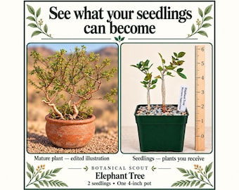 May include: Two Elephant Tree seedlings in a 4-inch green plastic pot with a wooden ruler showing height. Text reads: See what your seedlings can become, Mature plant - edited illustration, Seedlings - plants you receive, Botanical Scout Elephant Tree.