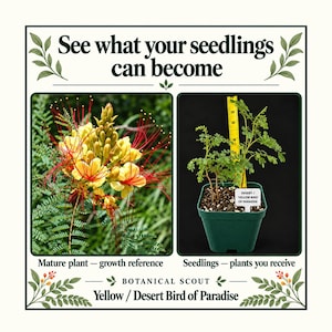 Peut inclure: Un affichage botanique avec le texte See what your seedlings can become. Il montre une fleur mature d'oiseau de paradis jaune et un plant dans un pot vert à côté d'une règle jaune mesurant environ 15 cm de hauteur.