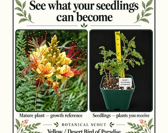 May include: A botanical display featuring the text See what your seedlings can become. It shows a mature yellow bird of paradise flower and a seedling in a green pot next to a yellow ruler measuring approximately 6 inches tall.