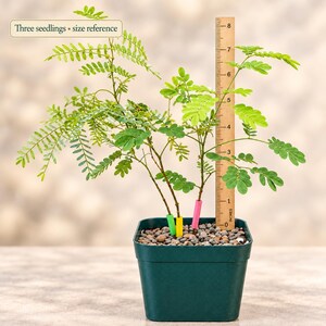 Op de afbeelding: Drie groene zaailingen met kleine samengestelde bladeren in een donkergroene vierkante pot gevuld met kiezels. Een houten liniaal staat verticaal in de pot en laat zien dat de planten ongeveer 20 cm hoog zijn. Tekst: Three seedlings &bull; size reference.