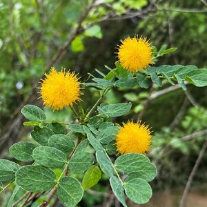 May include: Three vibrant yellow, spherical flower heads with a spiky, pom-pom texture. The flowers are attached to thin, woody stems featuring small, rounded, green, pinnate leaves arranged in pairs along the branches in a natural setting.