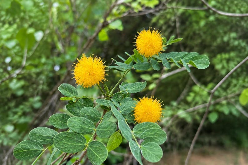 May include: Three vibrant yellow, spherical flower heads with a spiky, pom-pom texture. The flowers are attached to thin, woody stems featuring small, rounded, green, pinnate leaves arranged in pairs along the branches in a natural setting.