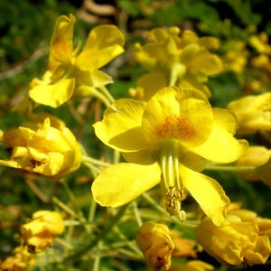 May include: Close-up of bright yellow flowers with delicate petals and a cluster of orange spots at the center. The flowers are in various stages of bloom, set against a blurred green background.