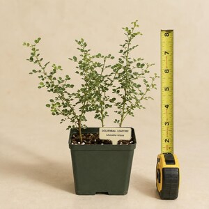May include: A Goldenball Leadtree, Leucaena retusa, in a dark green square plastic pot. A yellow measuring tape stands next to the plant, showing a height of approximately 8 inches from the base of the pot to the top of the plant stems.