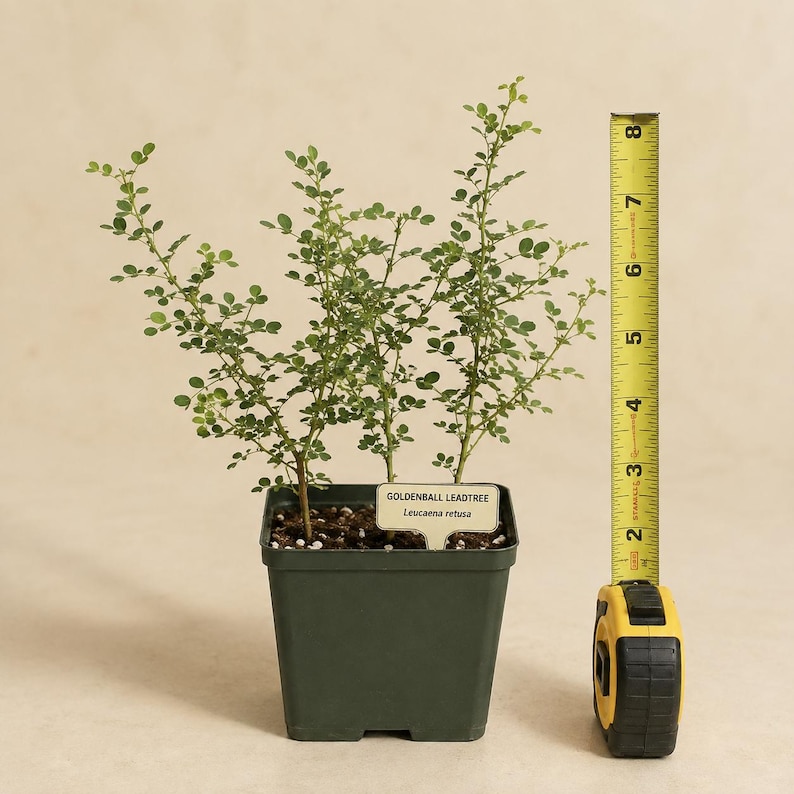 May include: A Goldenball Leadtree, Leucaena retusa, in a dark green square plastic pot. A yellow measuring tape stands next to the plant, showing a height of approximately 8 inches from the base of the pot to the top of the plant stems.