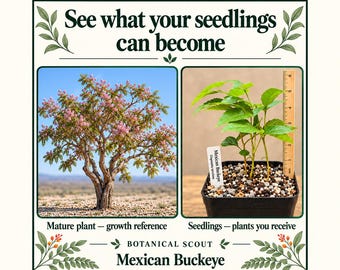 May include: A graphic featuring the text See what your seedlings can become and Botanical Scout Mexican Buckeye. It shows a mature Mexican Buckeye tree with pink flowers and a black pot containing green seedlings next to a 6-inch wooden ruler.