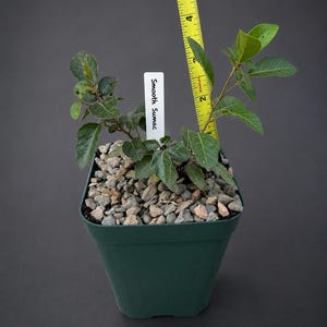Peut inclure: Un plant de Smooth Sumac dans un pot en plastique vert rempli de petites pierres grises. Une &eacute;tiquette blanche avec le texte Smooth Sumac est ins&eacute;r&eacute;e dans la terre. Un m&egrave;tre ruban jaune indique une hauteur de plante d'environ 14 cm.