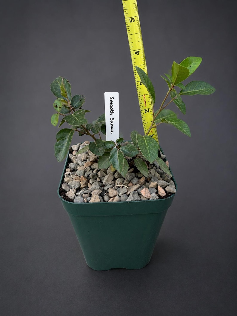 Peut inclure: Un plant de Smooth Sumac dans un pot en plastique vert rempli de petites pierres grises. Une &eacute;tiquette blanche avec le texte Smooth Sumac est ins&eacute;r&eacute;e dans la terre. Un m&egrave;tre ruban jaune indique une hauteur de plante d'environ 14 cm.