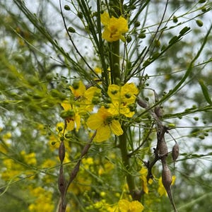 May include: A set of three ceramic mugs with a speckled, matte finish. Each mug features a different color: light blue, cream, and gray. The mugs have a simple, modern design with a rounded shape and a comfortable handle.