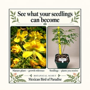 Peut inclure: Un graphique avec le texte See what your seedlings can become et Botanical Scout Mexican Bird of Paradise. Il montre des fleurs jaune vif et un jeune plant en pot à côté d'un mètre ruban jaune indiquant la hauteur en centimètres.