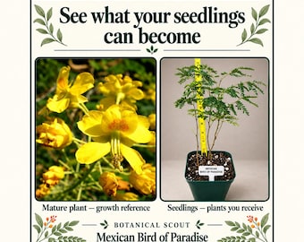 May include: A graphic featuring the text See what your seedlings can become and Botanical Scout Mexican Bird of Paradise. It shows bright yellow flowers and a green seedling in a pot next to a yellow measuring tape showing height in inches.