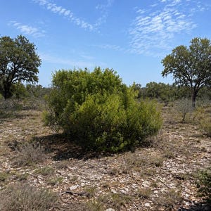 Rounded Littleleaf Sumac (Rhus microphylla) shrub with dense green foliage growing in rocky, dry Texas habitat beneath a blue sky.