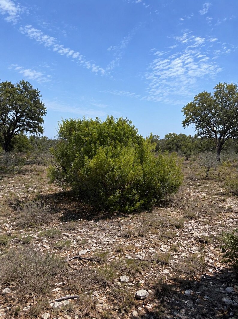 Rounded Littleleaf Sumac (Rhus microphylla) shrub with dense green foliage growing in rocky, dry Texas habitat beneath a blue sky.