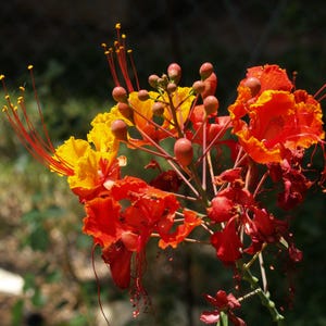 Op de afbeelding: Een tros levendige bloemen met felgele en diep oranjerode bloemblaadjes. De bloesems hebben lange, dunne rode meeldraden met kleine gele stuifmeelzakjes aan de uiteinden, vergezeld door diverse gladde, ronde, roodbruine bloemknoppen.