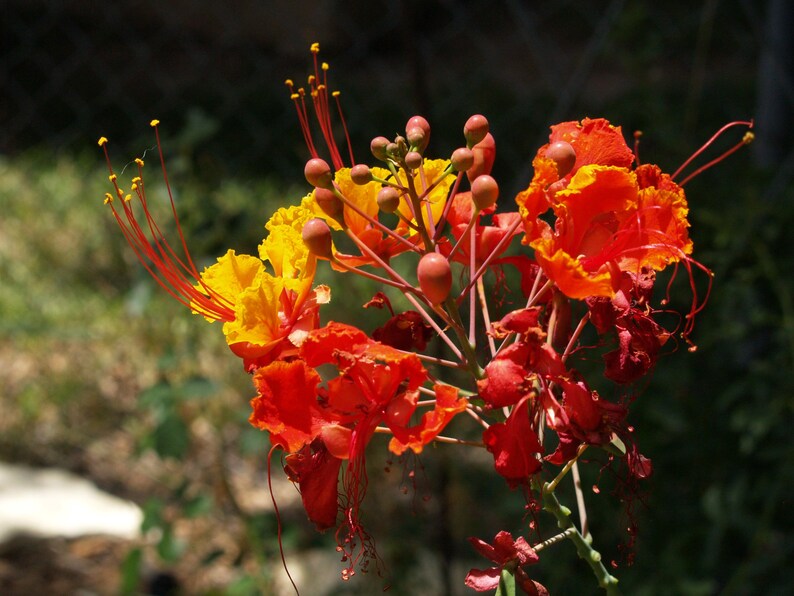 Op de afbeelding: Een tros levendige bloemen met felgele en diep oranjerode bloemblaadjes. De bloesems hebben lange, dunne rode meeldraden met kleine gele stuifmeelzakjes aan de uiteinden, vergezeld door diverse gladde, ronde, roodbruine bloemknoppen.