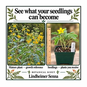 Peut inclure: Une plante Lindheimer Senna dans un pot carré vert à côté d'une règle en bois de 15 cm. L'image contient le texte See what your seedlings can become, Mature plant - growth reference, Seedlings - plants you receive, et Botanical Scout Lindheimer Senna.