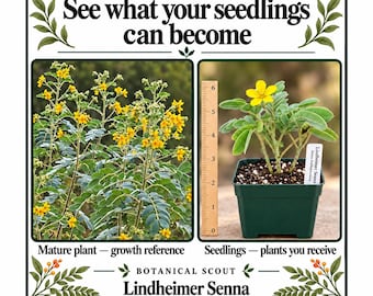 May include: A Lindheimer Senna plant in a green square pot next to a 6-inch wooden ruler. The image includes text reading See what your seedlings can become, Mature plant - growth reference, Seedlings - plants you receive, and Botanical Scout Lindheimer Senna.