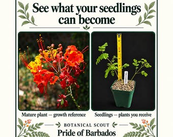 Pride of Barbados Seedlings — 3 Live Plants in One Pot