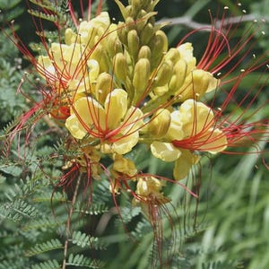 May include: Close-up of a yellow and red flower with long, red stamens. The flower has multiple petals and is surrounded by green foliage. The flower is in full bloom, with some buds still closed. The image is well-lit and the colors are vibrant.