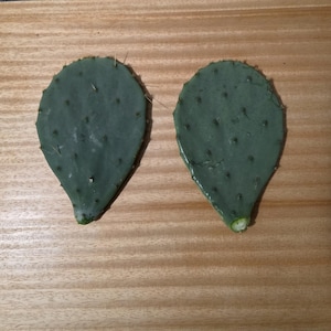 Fresh Edible Cactus Pads – 2-Pack (6–8”) | Organic Nopales for Cooking or Planting | Prickly Pear Cactus Leaf | Texas Grown