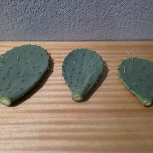 Prickly Pear Cactus Pads – 3-Pack (Small, Medium, Large) | Edible Pads for Pets or Planting | Fresh, Hand-Harvested in South Texas