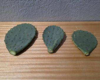May include: Three green prickly pear cactus pads with small spines and dark spots are arranged on a wooden surface. The pads are oval-shaped and have a slightly bluish-green hue. The background is a light gray wall.